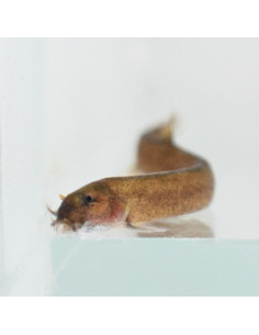 Loche oblongue (Pangio oblonga) 4-5cm