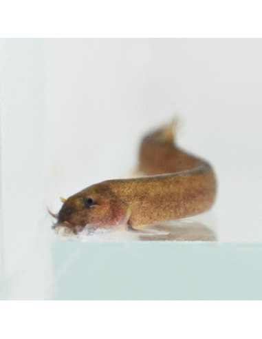 Loche oblongue (Pangio oblonga) 4-5cm
