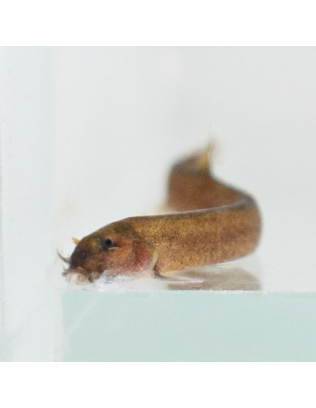 Loche oblongue (Pangio oblonga) 4-5cm