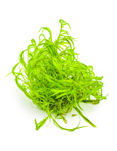 Najas guadalupensis "Guppy Grass"