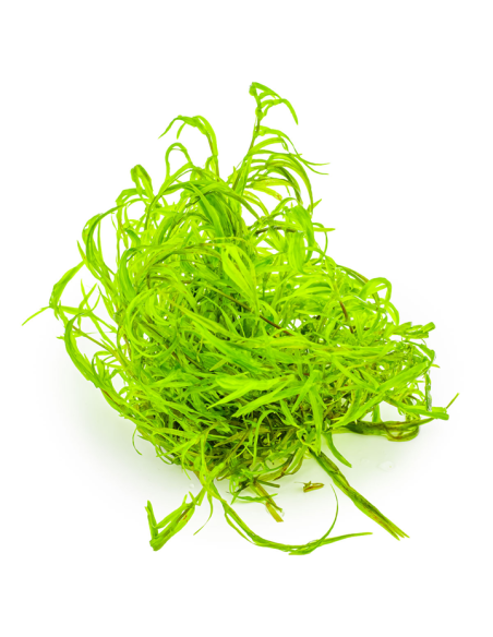 Najas guadalupensis "Guppy Grass"