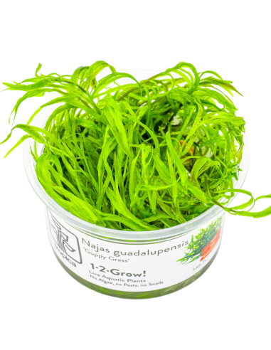 Najas guadalupensis "Guppy Grass".