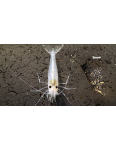 Caridina multidentata "Snow" 1-2cm