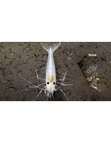 Caridina multidentata "Snow" 1-2cm