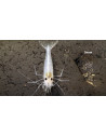 Caridina multidentata "Snow" 1-2cm