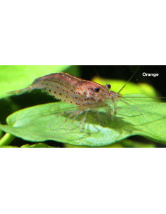 Caridina multidentata "Oranje" 1-2cm