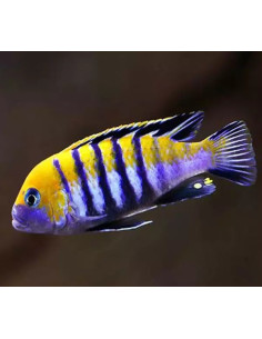 Cynotilapia afra Cobue (Cynotilapia afra Cobue) 4-5cm