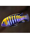 Cynotilapia afra Cobue (Cynotilapia afra Cobue) 4-5cm
