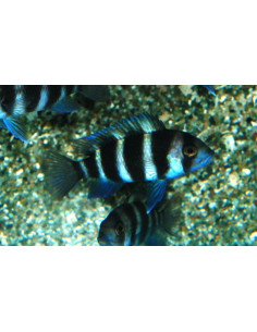 Frontosa Blue Mpimbwe F1 (Cyphotilapia frontosa Blue Mpimbwe F1) 4-6cm