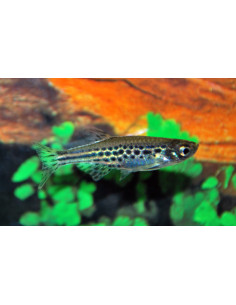 Danio tinwini (Brachydanio tinwini) 1,5-2,5cm