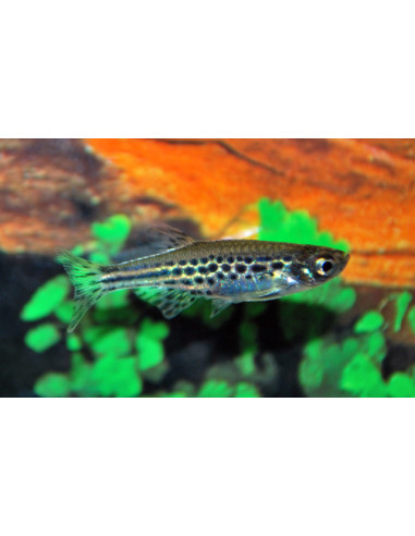 Danio tinwini (Brachydanio tinwini) 1,5-2,5cm