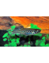 Danio tinwini (Brachydanio tinwini) 1,5-2,5cm