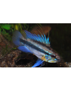 Apistogramma trifasciata (paar)