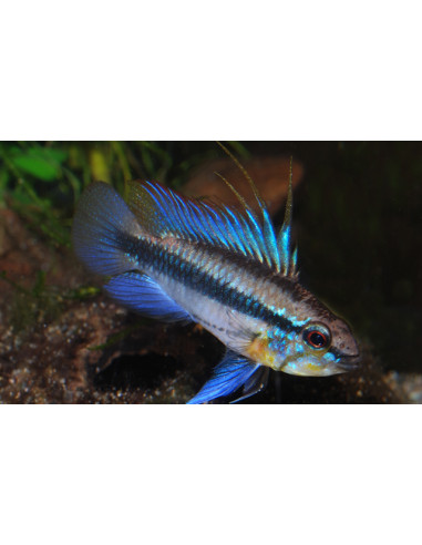 Apistogramma trifasciata (Apistogramma trifasciata) (couple)