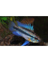 Apistogramma trifasciata (Apistogramma trifasciata) (couple)