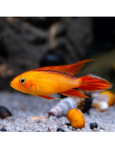 Apistogramma agassizii "Fire Red" 3-4 cm (paar)