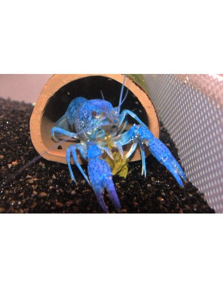 Écrevisse bleue de Floride (Procambarus alleni) 4-6cm