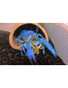 Écrevisse bleue de Floride (Procambarus alleni) 4-6cm