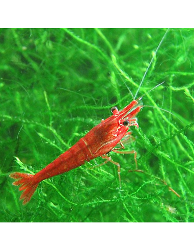 Crevette Red Cherry (Neocaridina davidi "Red Cherry") 1-1,5cm
