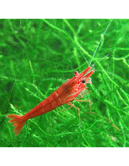Crevette Red Cherry (Neocaridina davidi "Red Cherry") 1-1,5cm