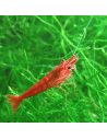 Crevette Red Cherry (Neocaridina davidi "Red Cherry") 1-1,5cm