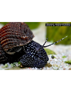 Escargot Tylomelania patriarchalis (Tylomelania patriarchalis)