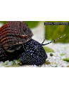 Escargot Tylomelania patriarchalis (Tylomelania patriarchalis)