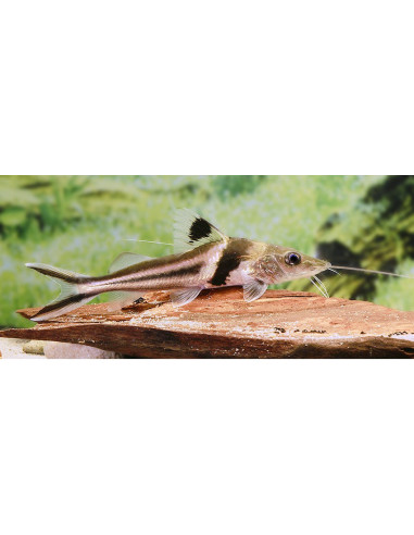 Pimelodus ornatus 12-15cm