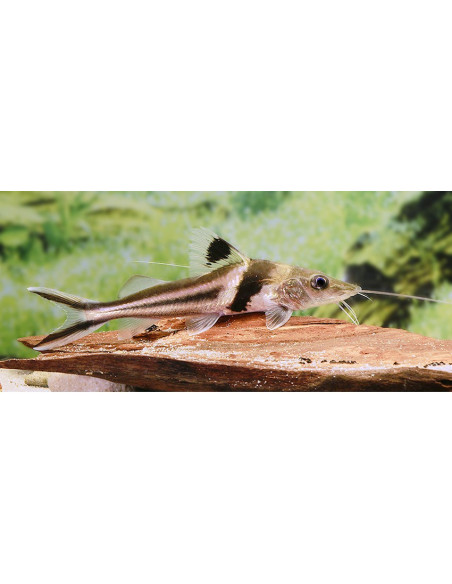 Pimelodus ornatus 12-15cm