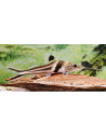 Pimelodus ornatus 12-15cm