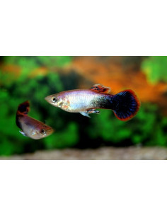 Guppy Pink Tuxedo (Poecilia reticulata Pink Tuxedo) 3,5-4cm