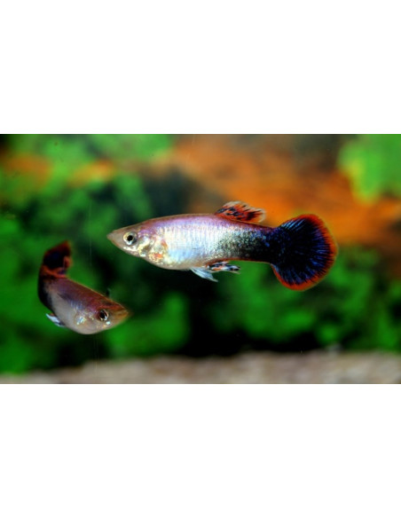 Guppy Pink Tuxedo (Poecilia reticulata Pink Tuxedo) 3,5-4cm