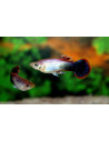 Poecilia Reticulatus Pink Tuxedo    3,5-4cm