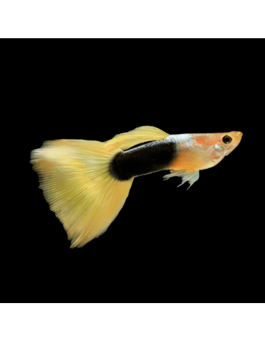 Poecilia Reticulatus Tuxedo yellow   3,5-4cm