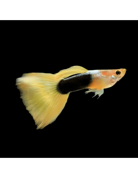 Poecilia Reticulatus Tuxedo yellow   3,5-4cm