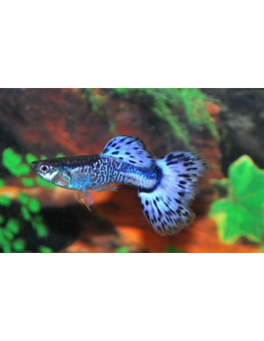 Poecilia Reticulatus  Blue Berry Tuxedo M 3cm