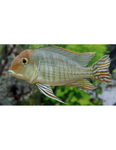 Geophagus pyrocephalus M 4-6cm