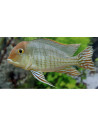 Geophagus pyrocephalus M 4-6cm