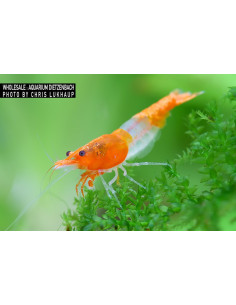 Necaridina davidi  Rili Orange Tail