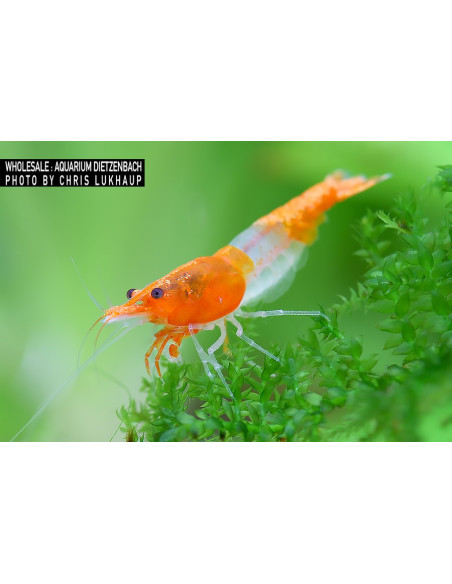 Necaridina davidi  Rili Orange Tail