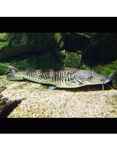 Silure tigre Pseudoplatystoma (Pseudoplatystoma fasciatum) 12-15cm