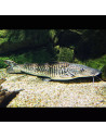 Pseudoplatysoma fasciatum 12-15cm