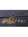 Panaqolus maccus