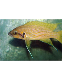 Neolamprologus helianthus (Neolamprologus helianthus) 4-6cm