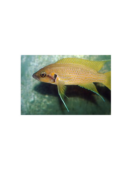 Neolamprologus helianthus (Neolamprologus helianthus) 4-6cm