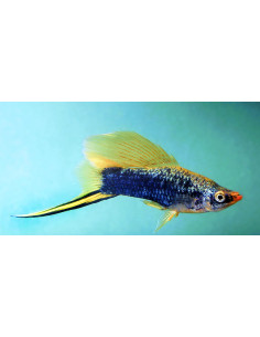 Xipho Hamburg Highfin 4-5cm