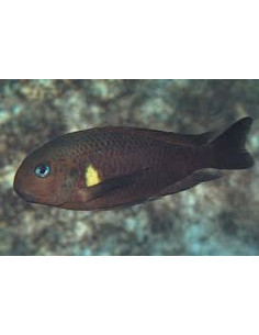 Tropheus sp. Kiriza F1 (Tropheus sp. Kiriza F1) 4-5cm