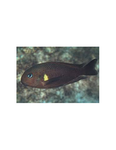 Tropheus sp. Kiriza F1 (Tropheus sp. Kiriza F1) 4-5cm