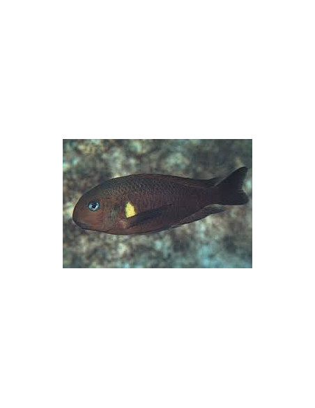 Tropheus sp. Kiriza F1 (Tropheus sp. Kiriza F1) 4-5cm