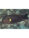 Tropheus sp. Kiriza F1 (Tropheus sp. Kiriza F1) 4-5cm